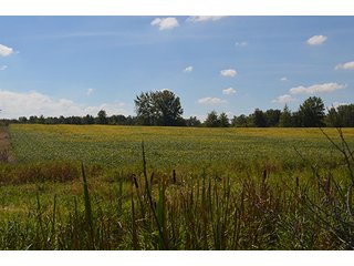 Property photo 17 - LAND AUCTION - 99+/- Acres offered in 4 Tracts or Combinations in Allen County